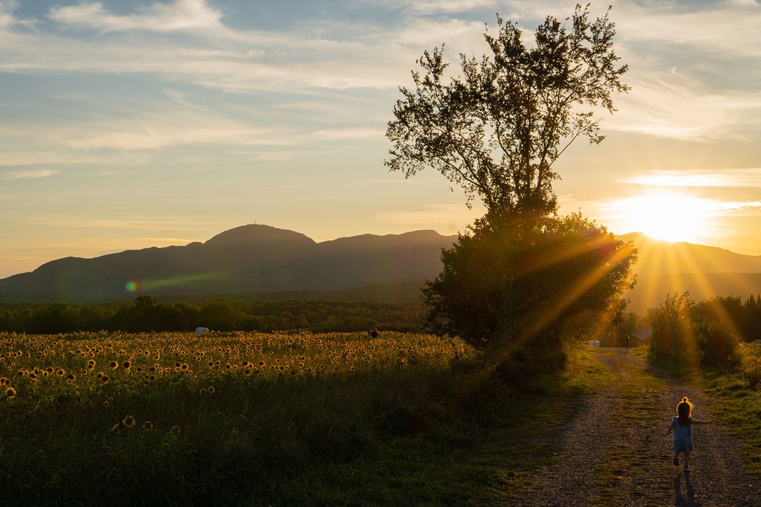 Child walking along a dirt path toward a stunning golden sunset over mountain fields.