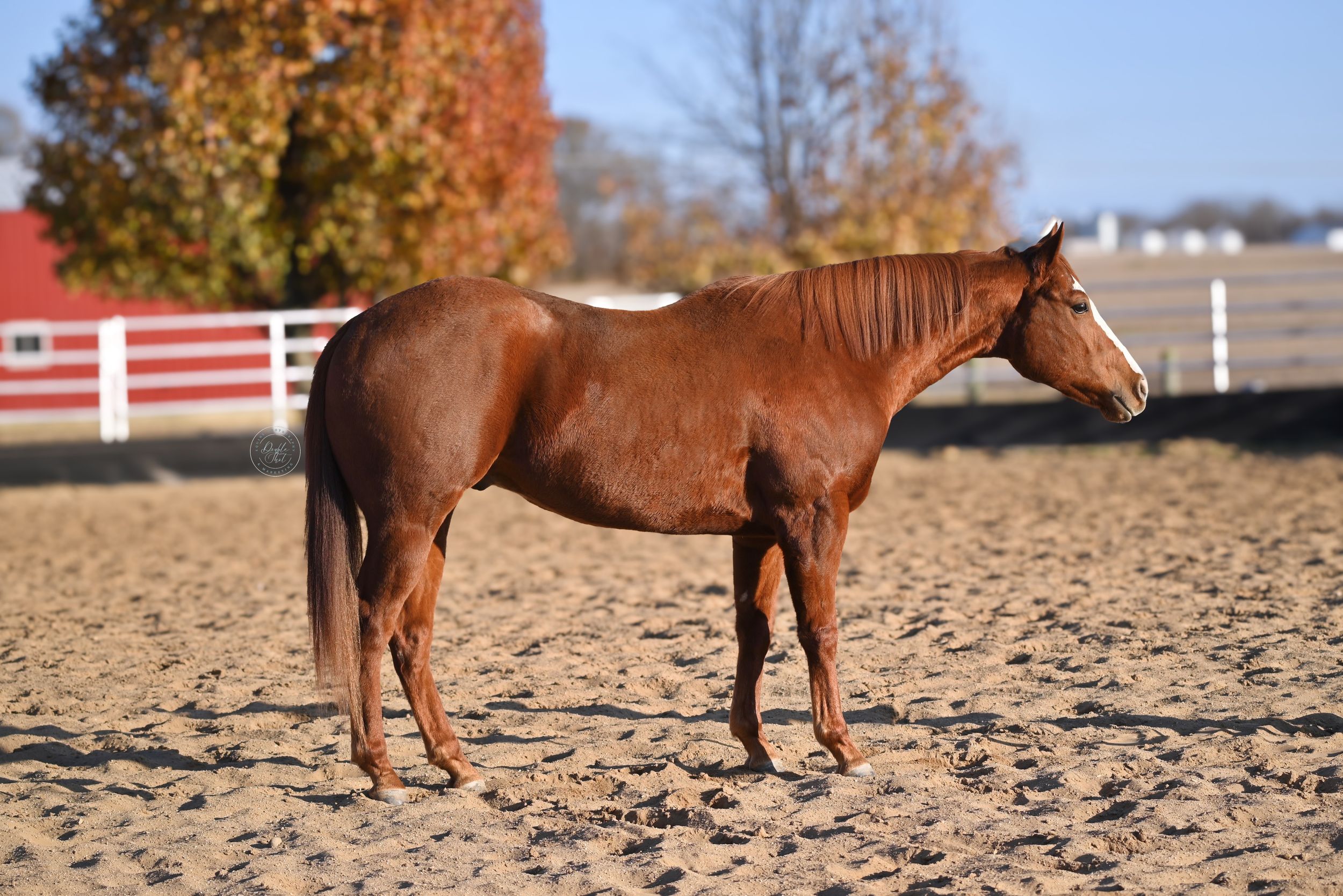 Separatist gelding for sale