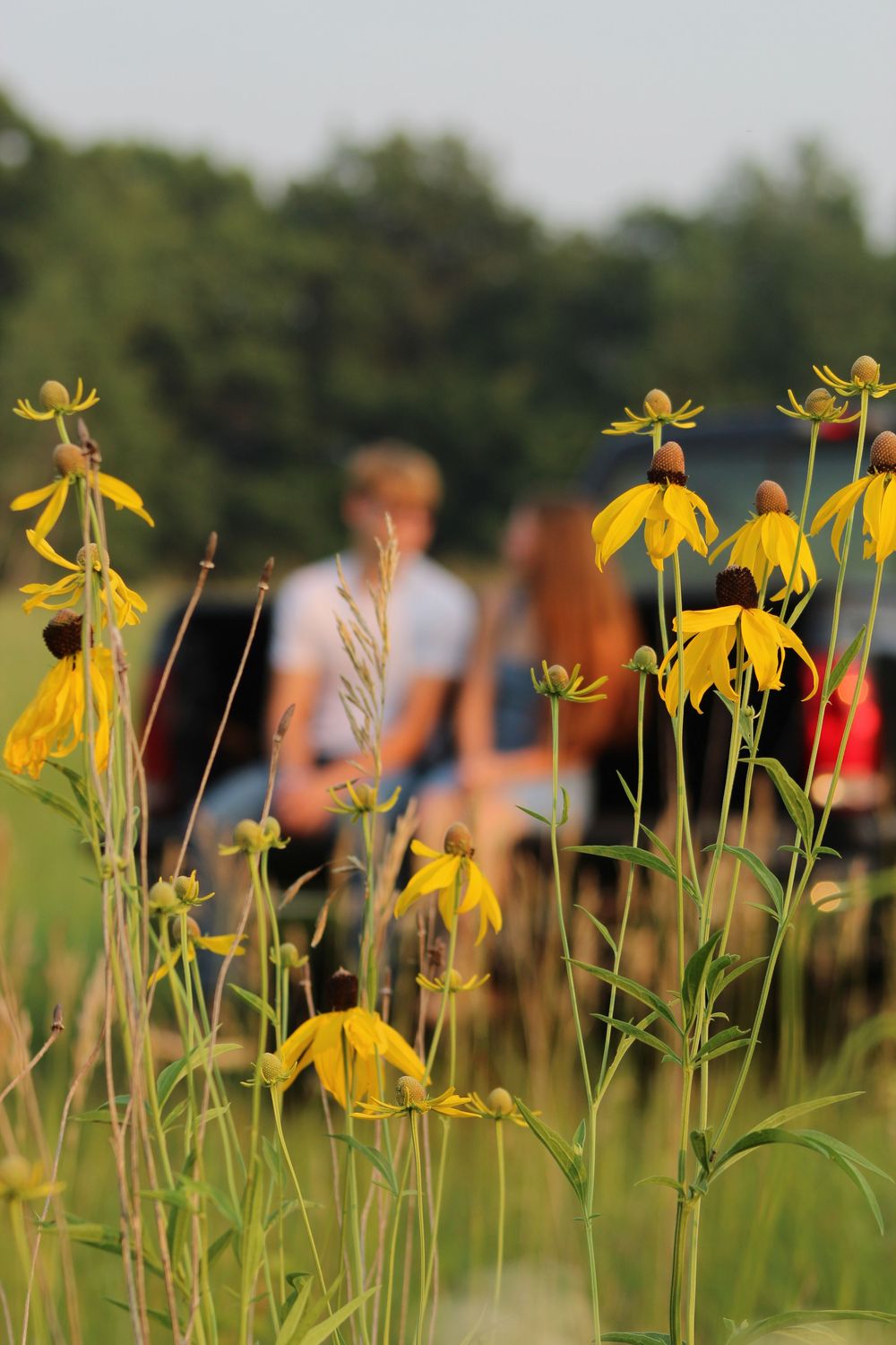 Yellow wildflowers bloom in a meadow with blurred figures and green trees in the soft-focus background.