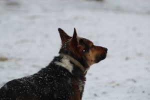 Two alert German Shepherds lying in the snowy landscape focus intently on something in the distance.