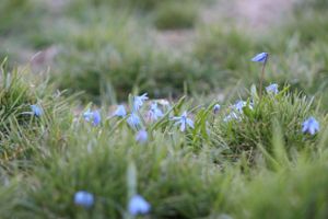 Delicate blue forget-me-not flowers bloom among green grass in a garden setting creating a soft natural pattern.