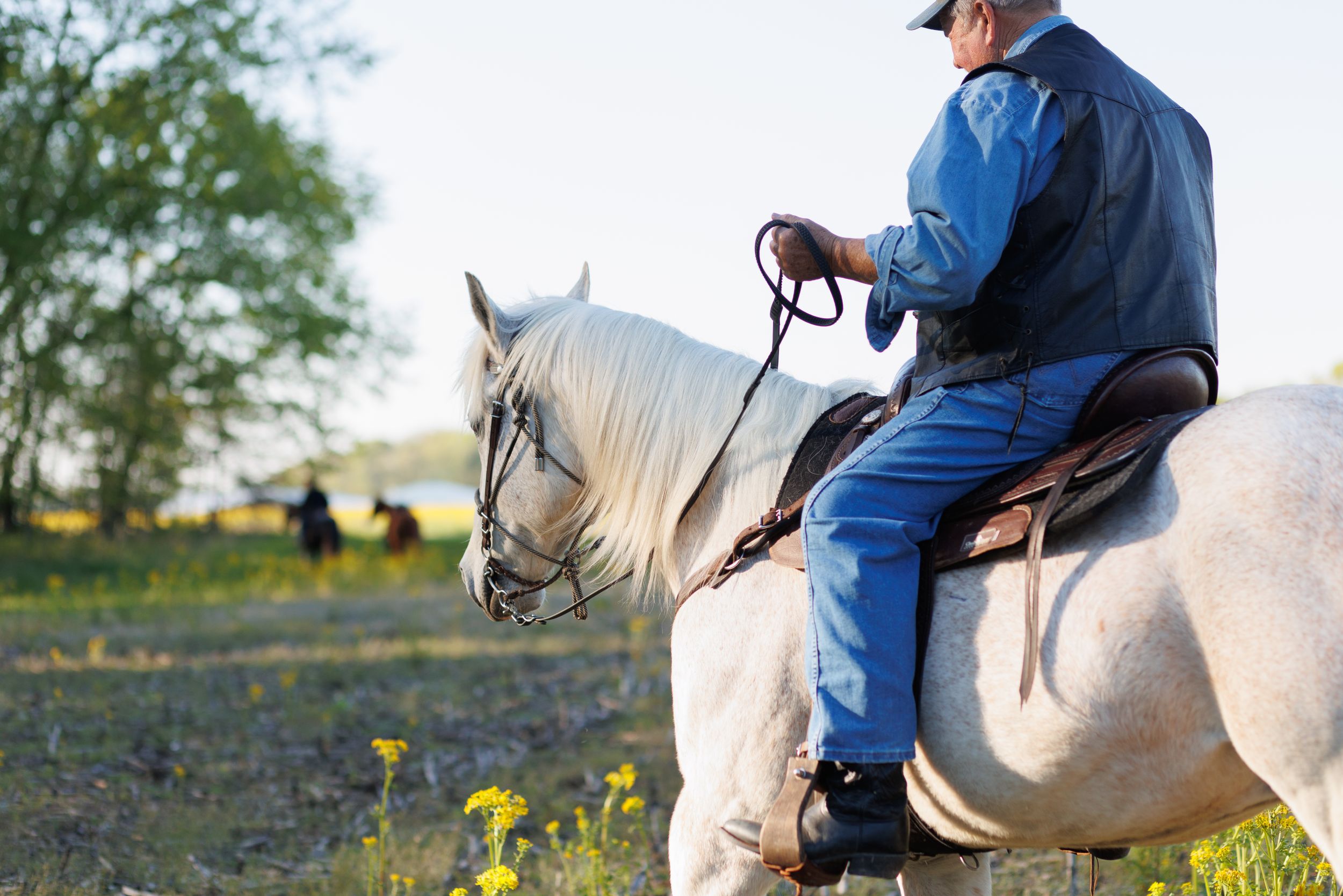 Older gentleman riding his gorgeous white (gray) horse in a field.