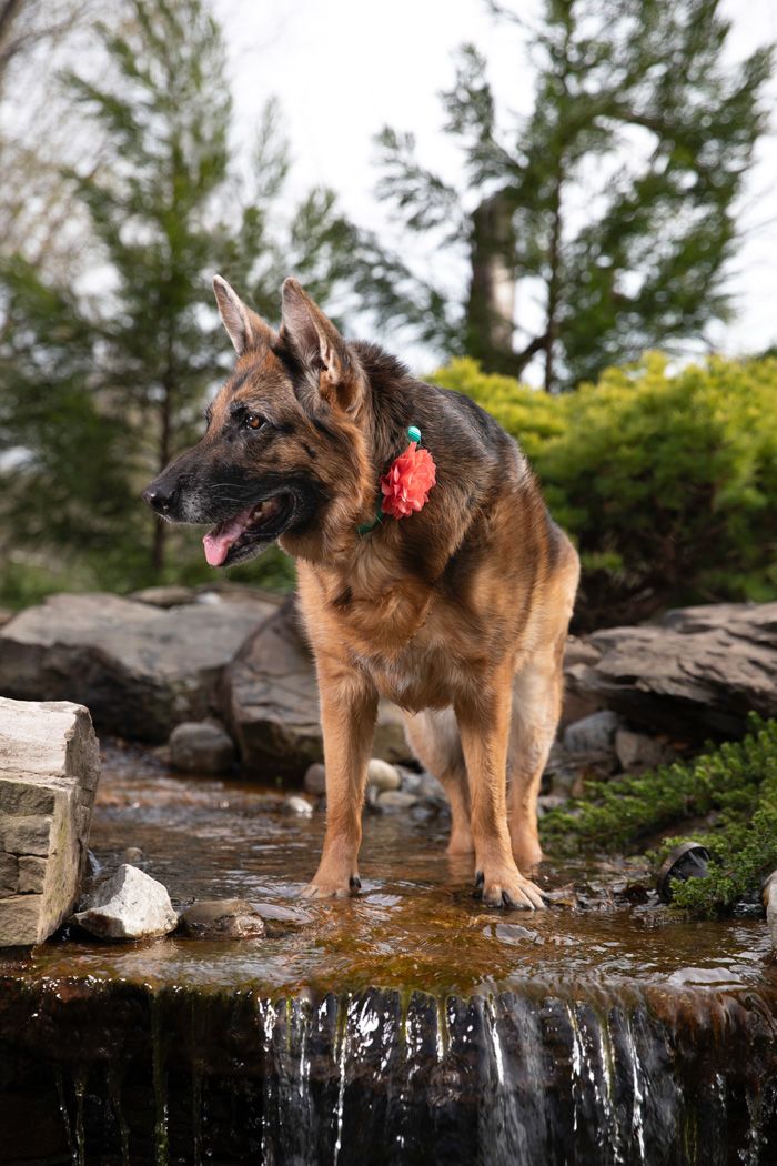German Shepherd dog with red collar standing on rocky waterfall edge in nature setting.