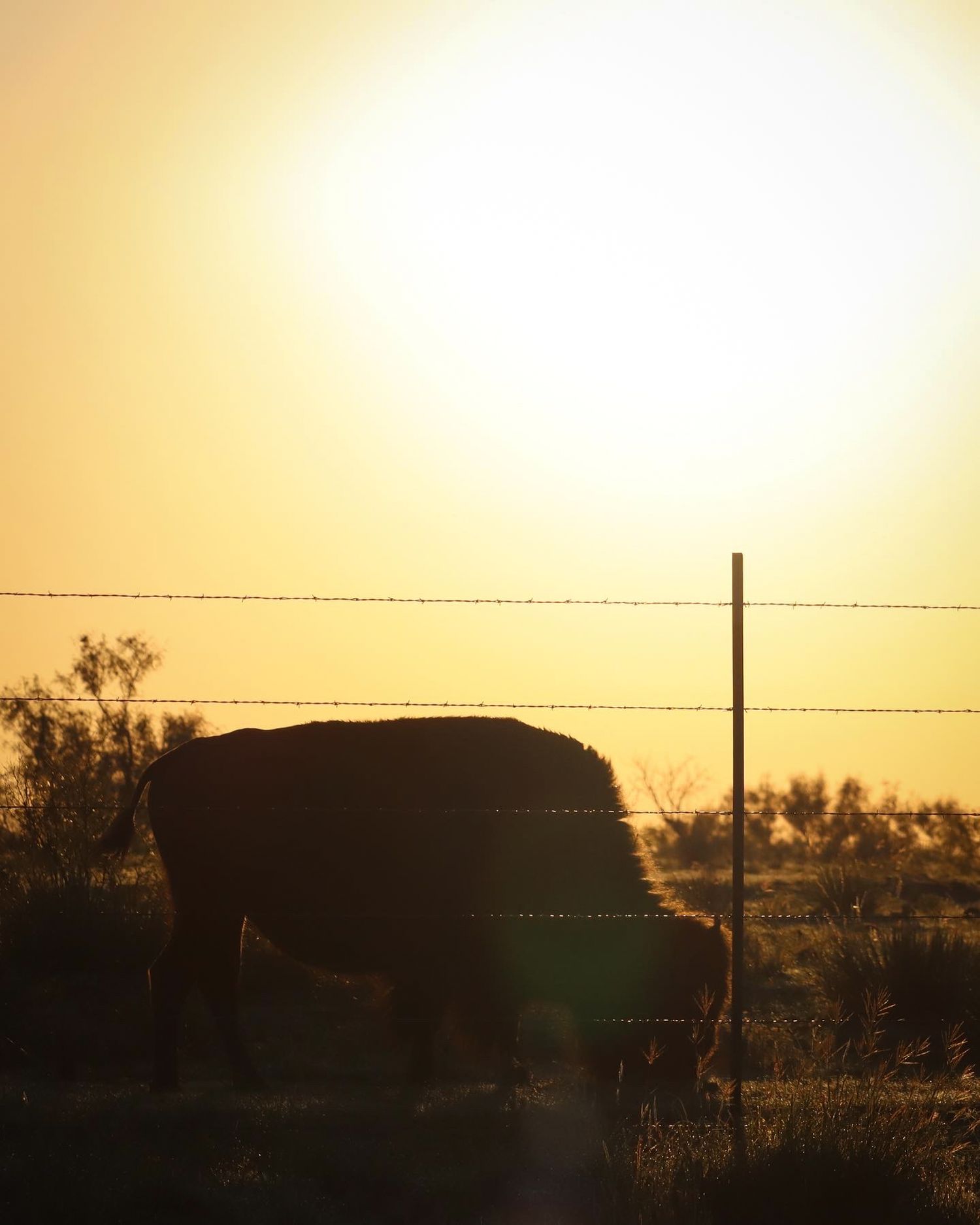 Silhouette of a large structure against a golden sunset with barbed wire fence in the foreground.