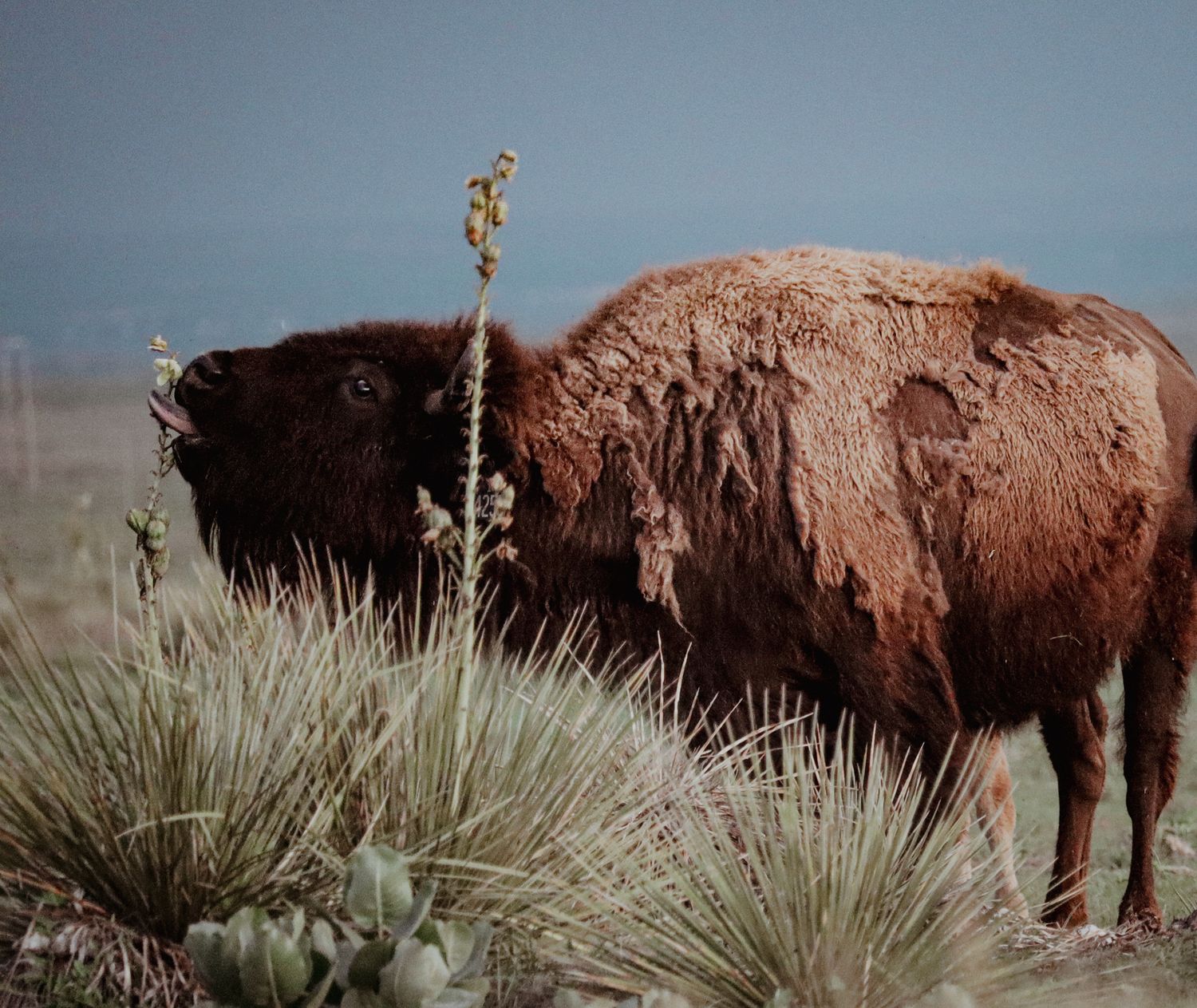A majestic brown bison stands among desert vegetation against a moody sky.