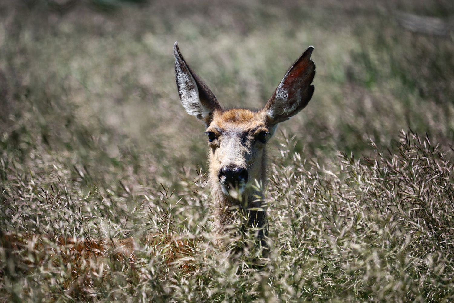 A curious deer peers through tall grass with alert ears perked up.