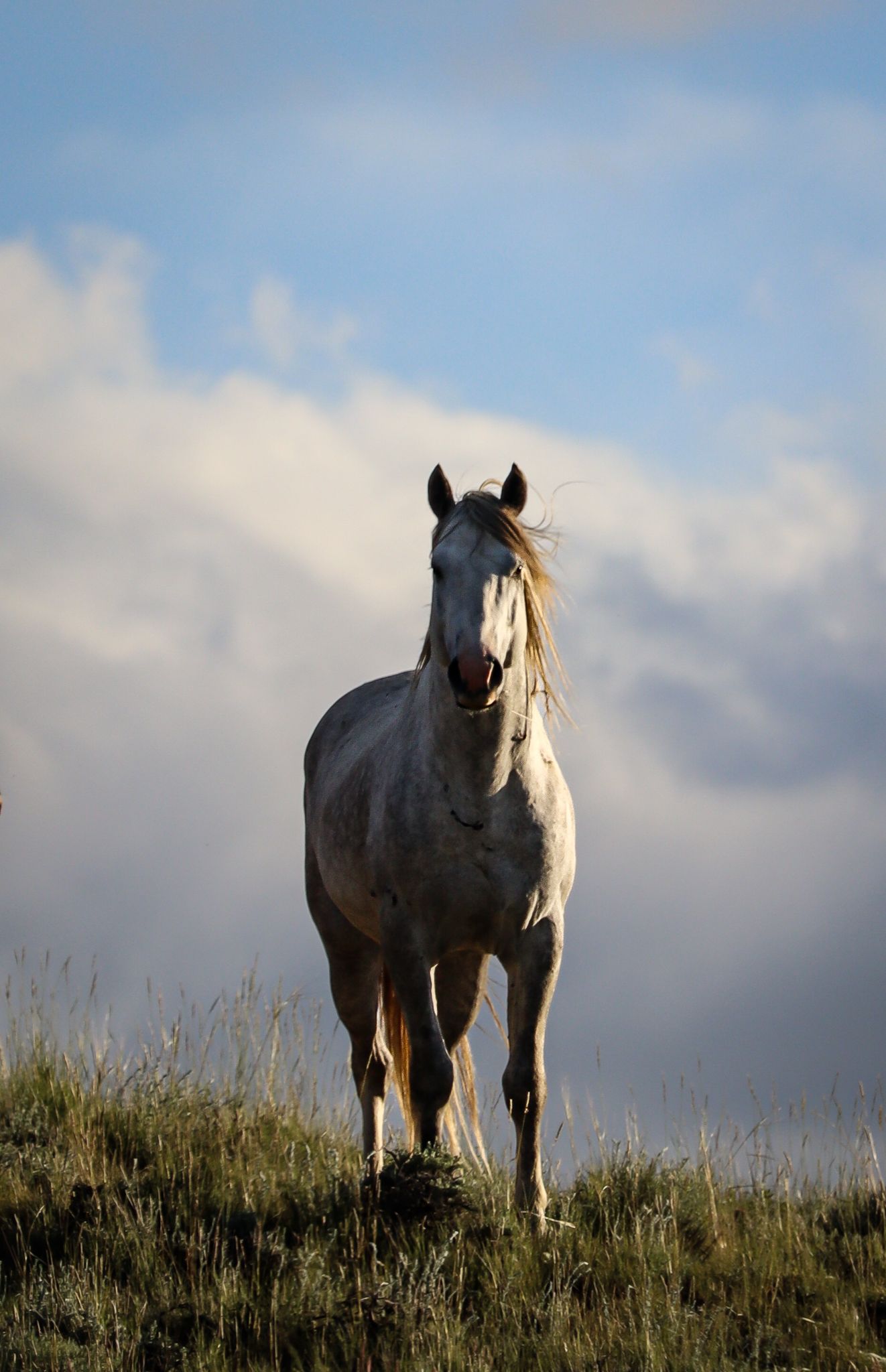 A white horse stands majestically on a hilltop against a cloudy sky background.
