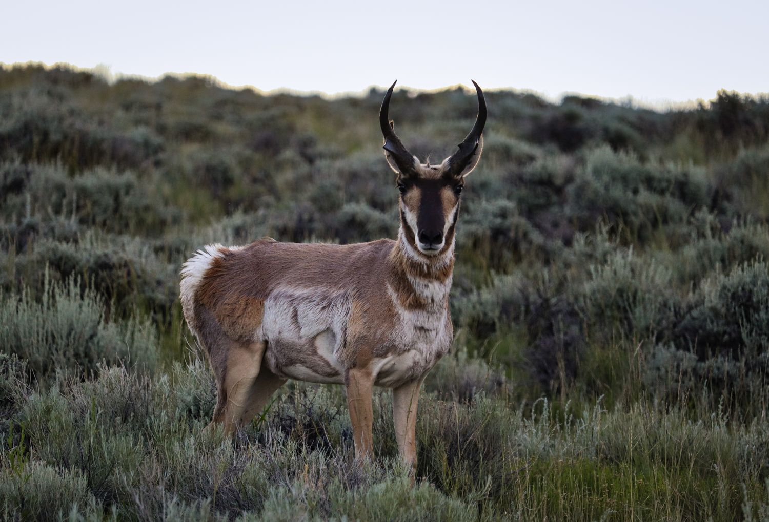 Pronghorn antelope standing in sagebrush terrain during golden hour.