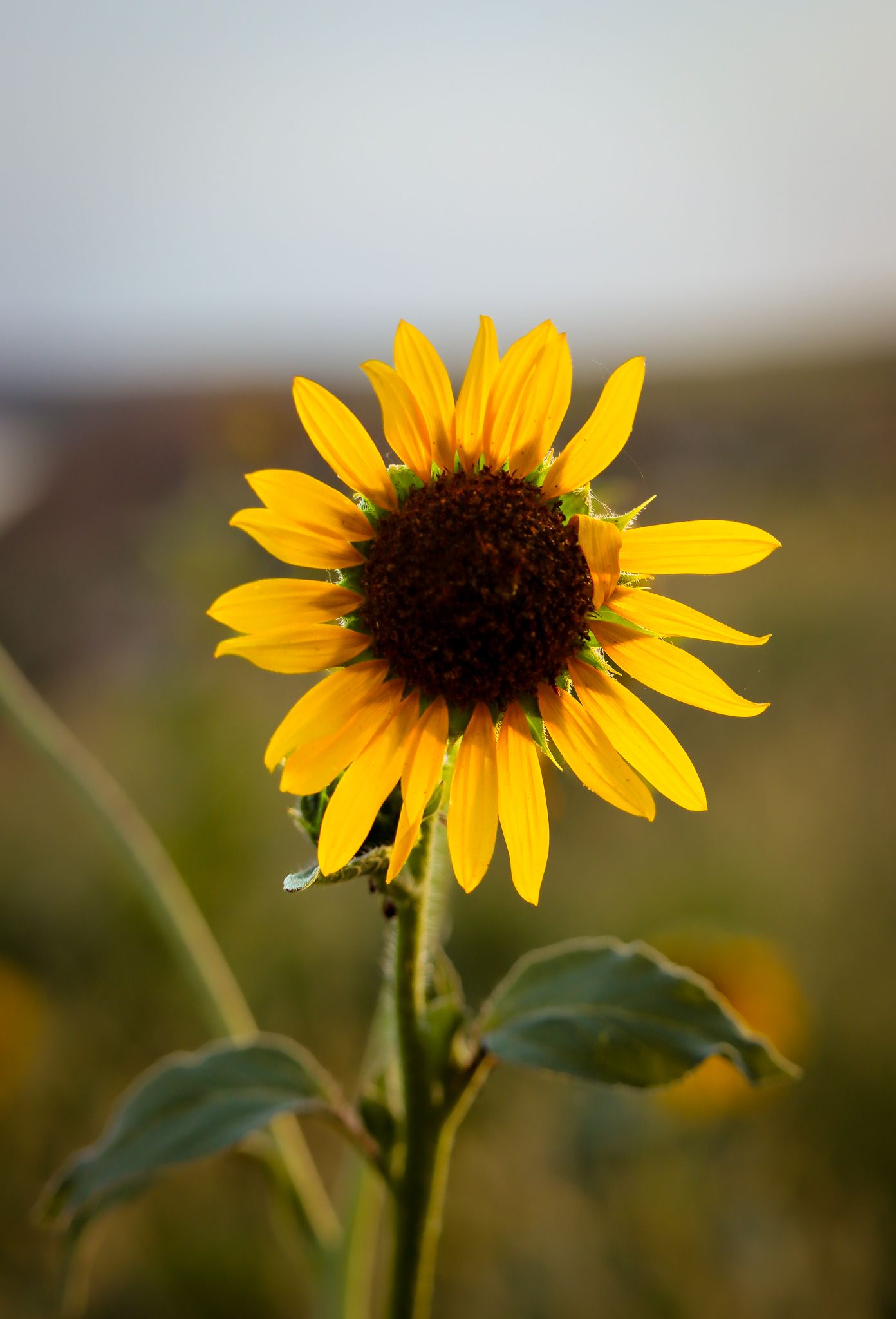 Close-up of a vibrant yellow sunflower against a soft blurred background.