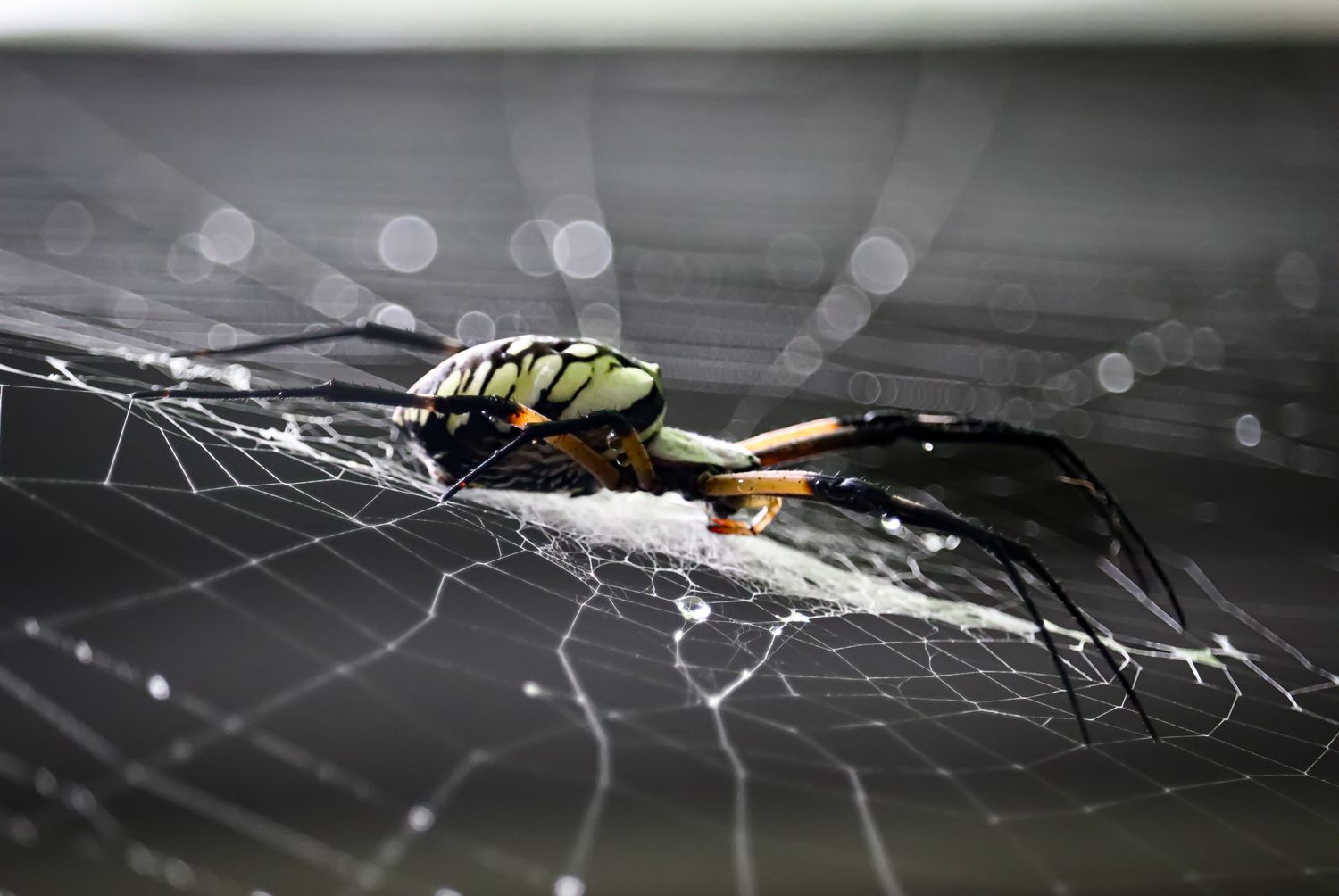 A yellow and black spider perches on its dewdrop-covered web.