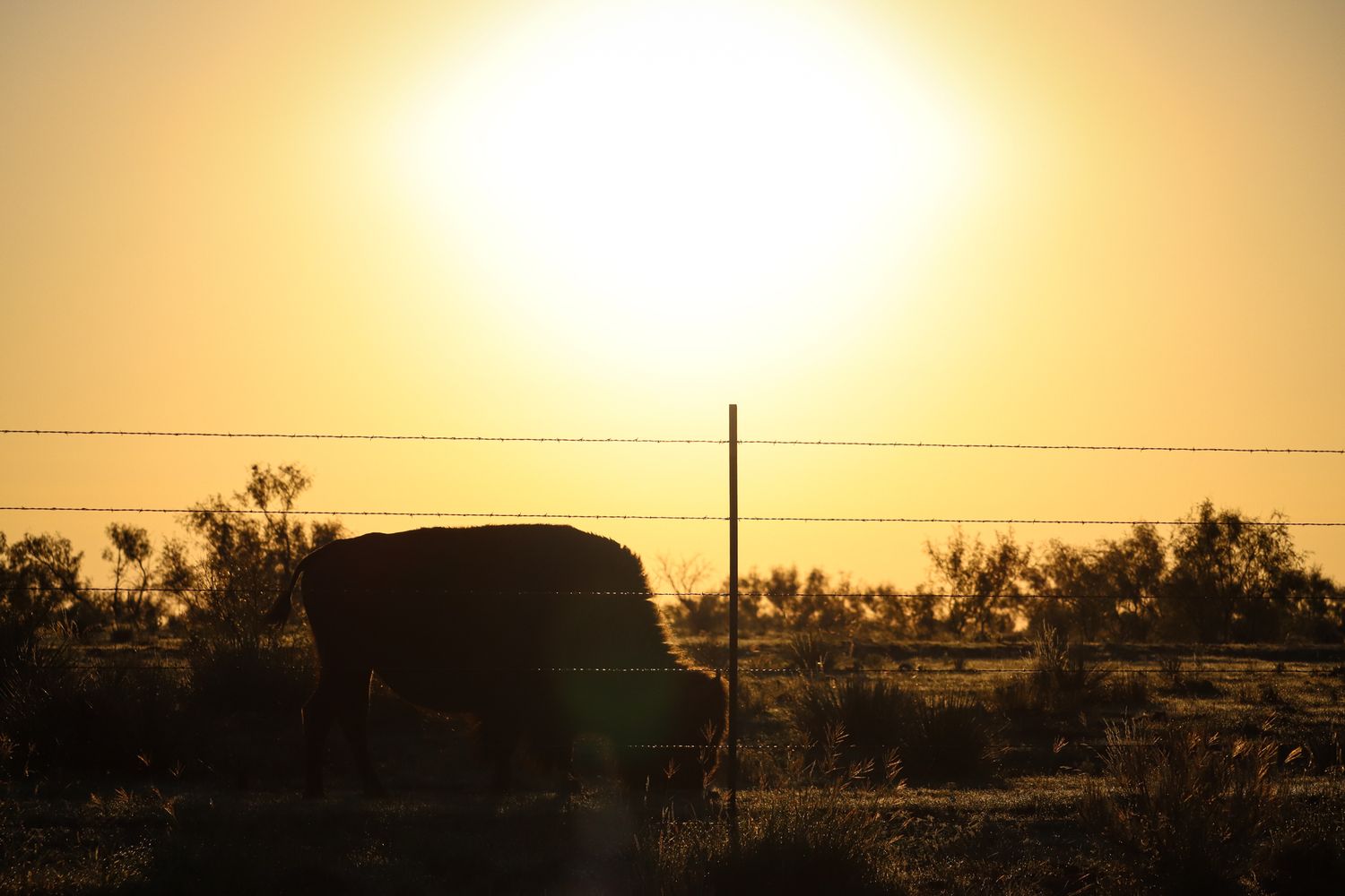 Silhouette of a buffalo against a golden sunset with fence posts visible.