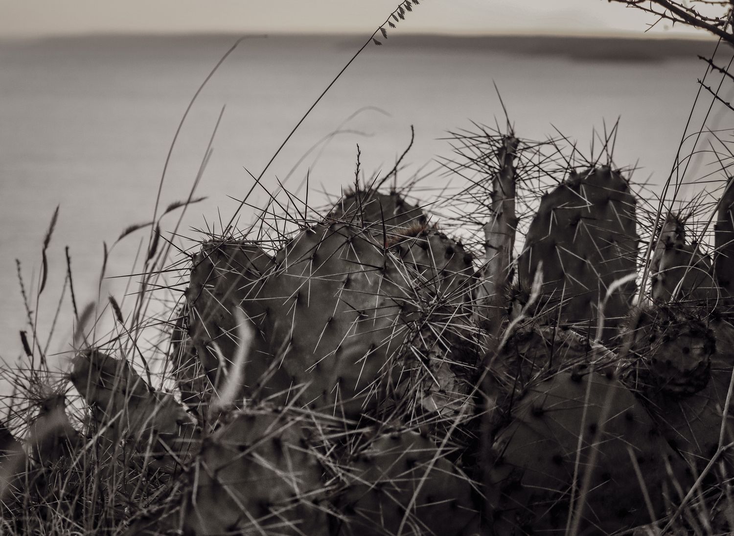 Black and white close-up of prickly pear cactus with grass stalks growing between the pads.