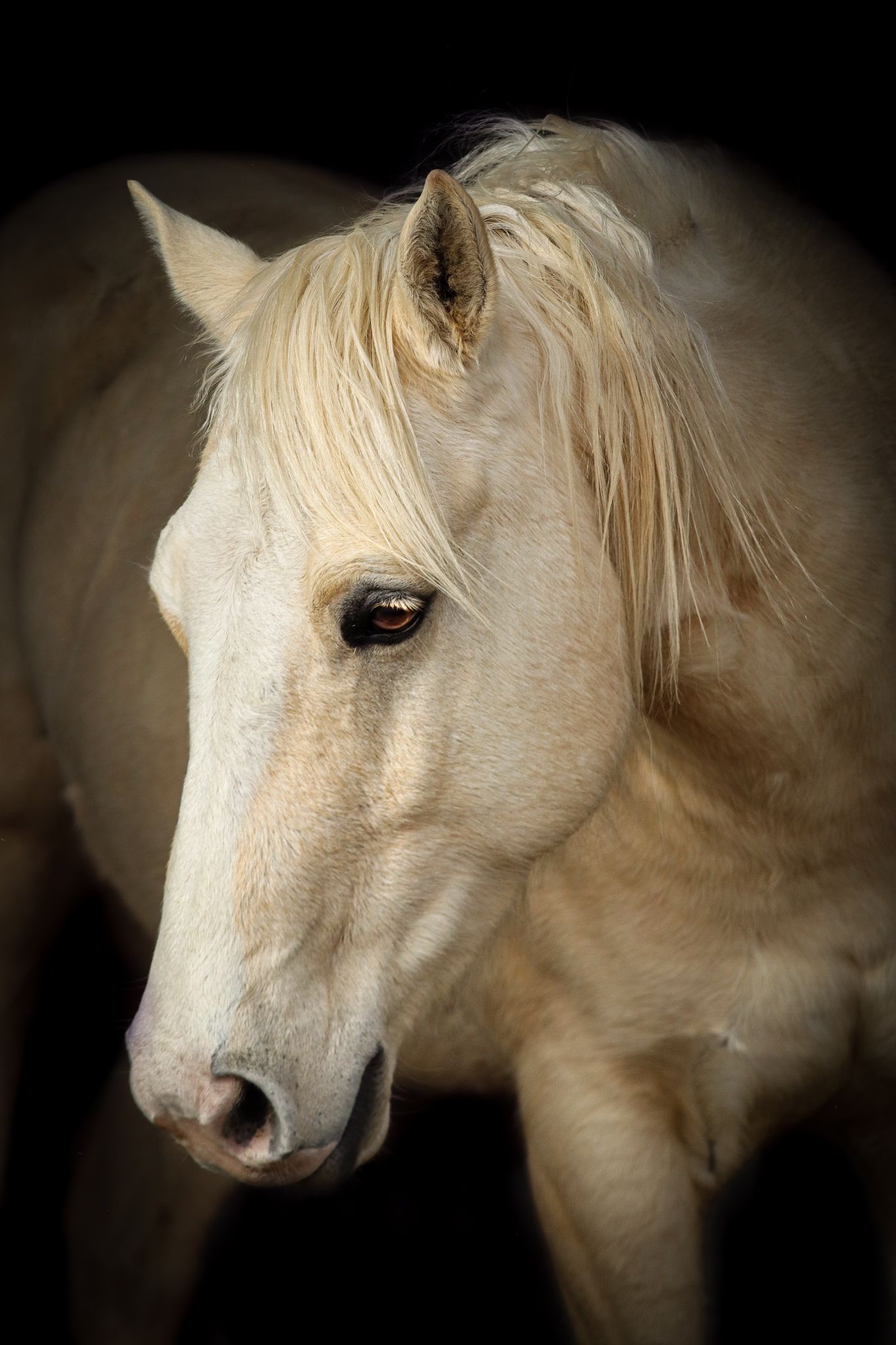 A white horse with flowing mane poses against a dark background in an artistic portrait.