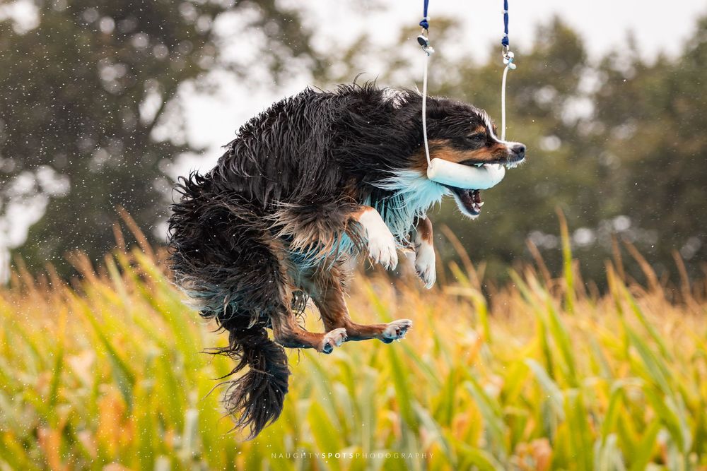 brown and white border collie dog doing agility a frame action shot event barrie ontario simcoe county ontario
