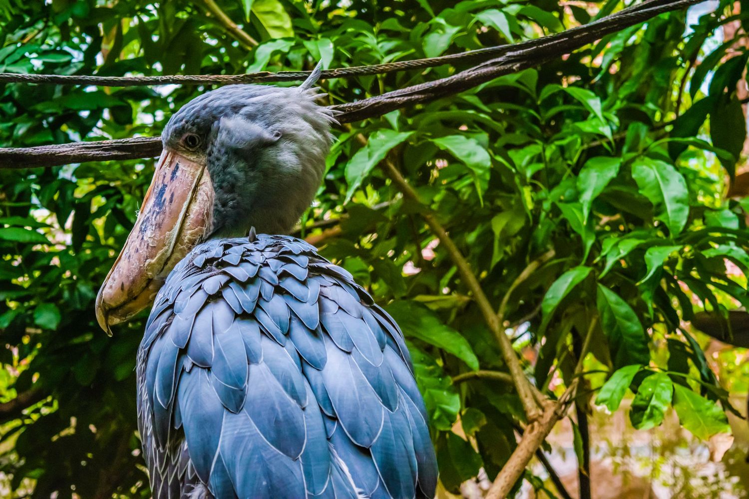 Close-up of a Shoebill stork with distinctive large beak and blue-grey feathers.