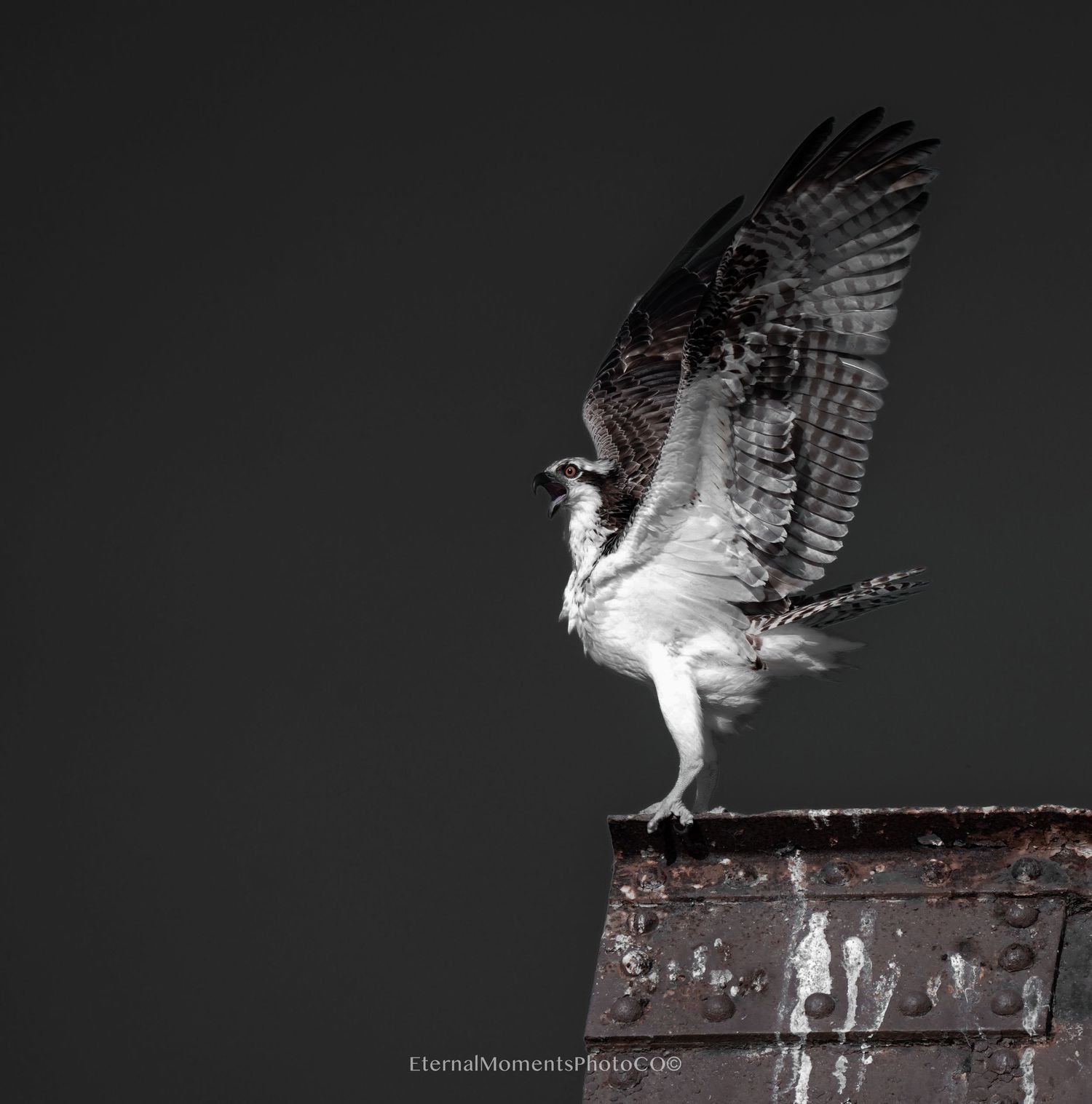 osprey Black and White