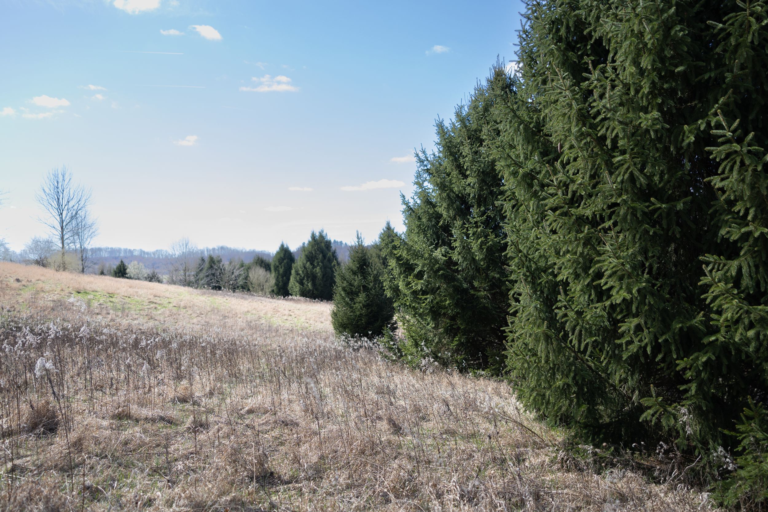 Outdoor photoshoot location in Dover, Ohio.