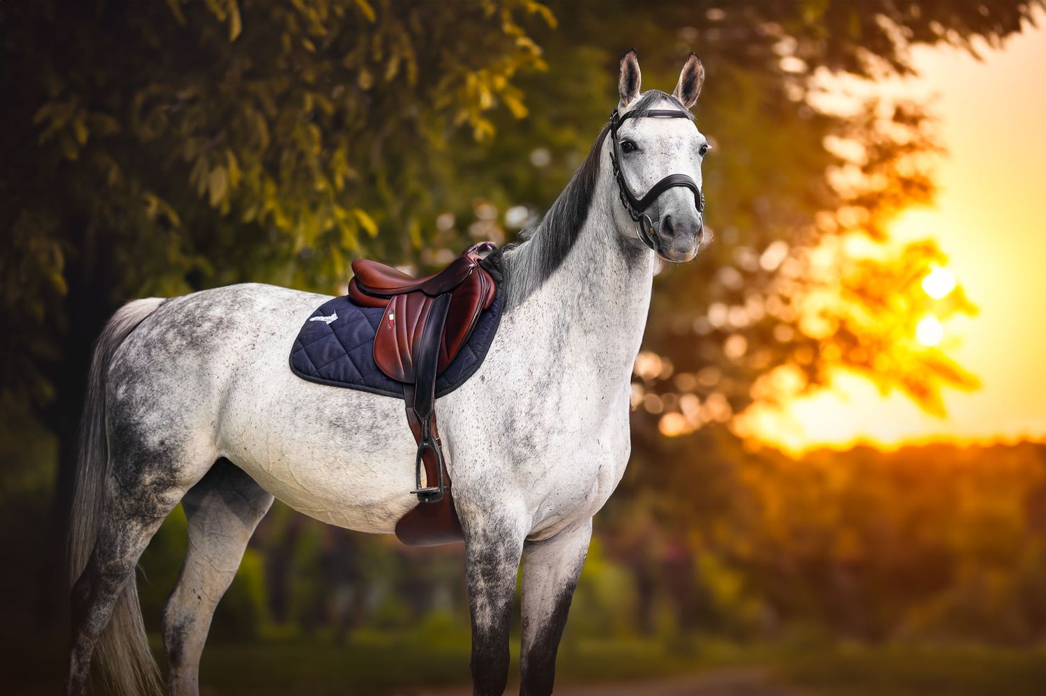 Séance photo d'un cheval au coucher du soleil, en campagne meusienne