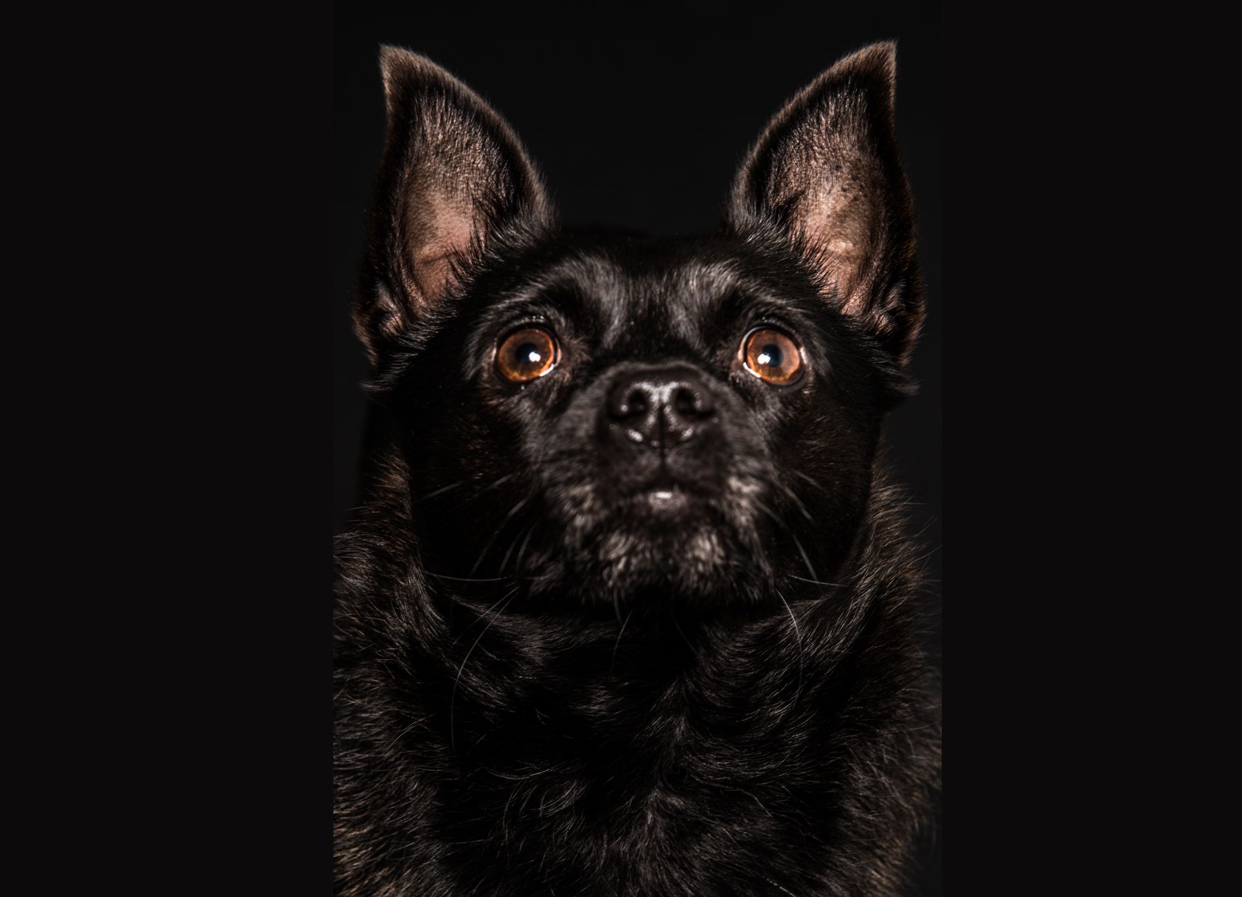 Close-up portrait of a black pug dog against dark background showing facial features and expression.