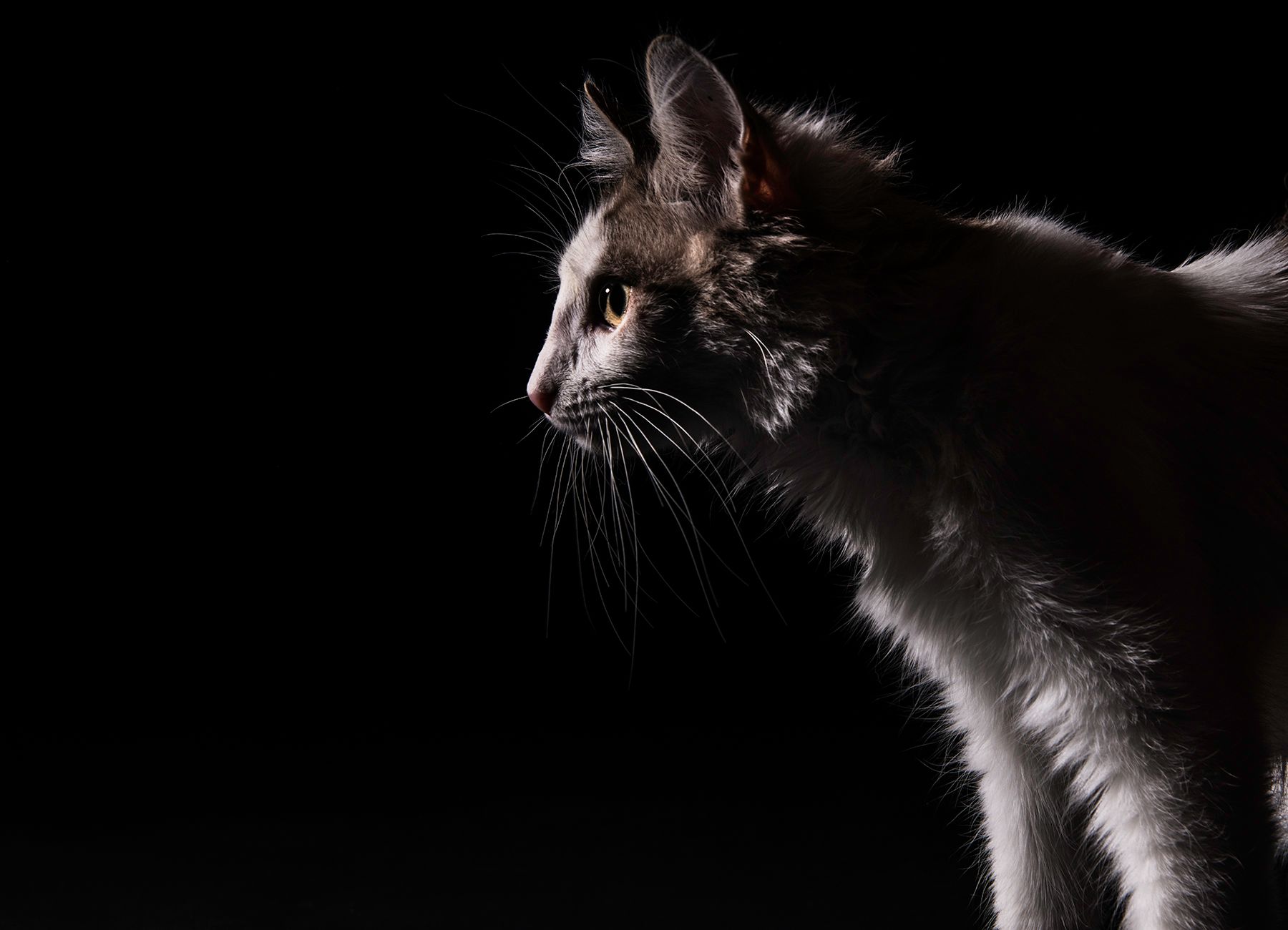 Series of dramatic cat portraits in silhouette against dark background.
