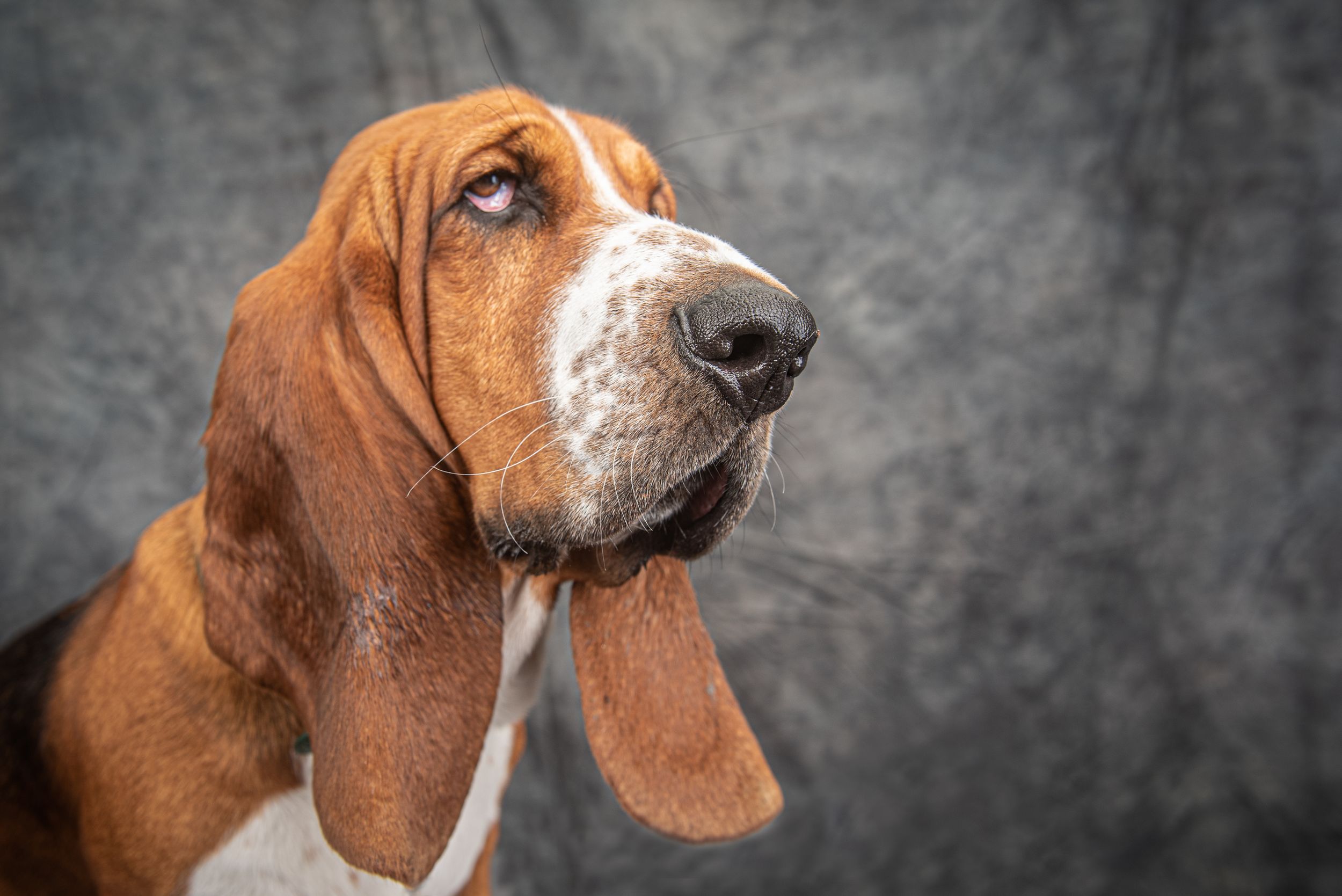 Close-up portrait series of a Basset Hound's face against a gray background.