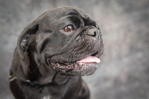 Close-up portrait of a black Pug dog with tongue out against a gray background.
