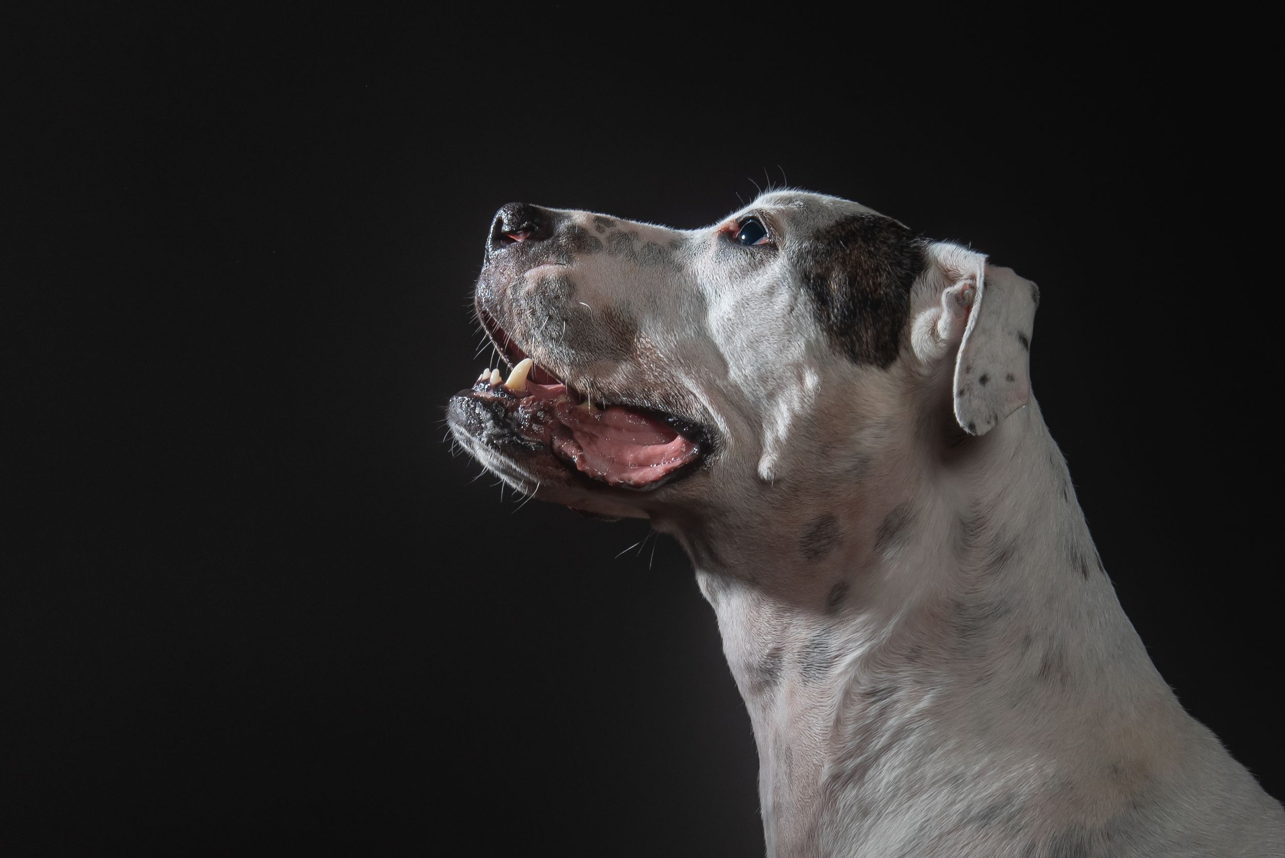 A white and brown dog opens its mouth wide while looking up with an excited expression.