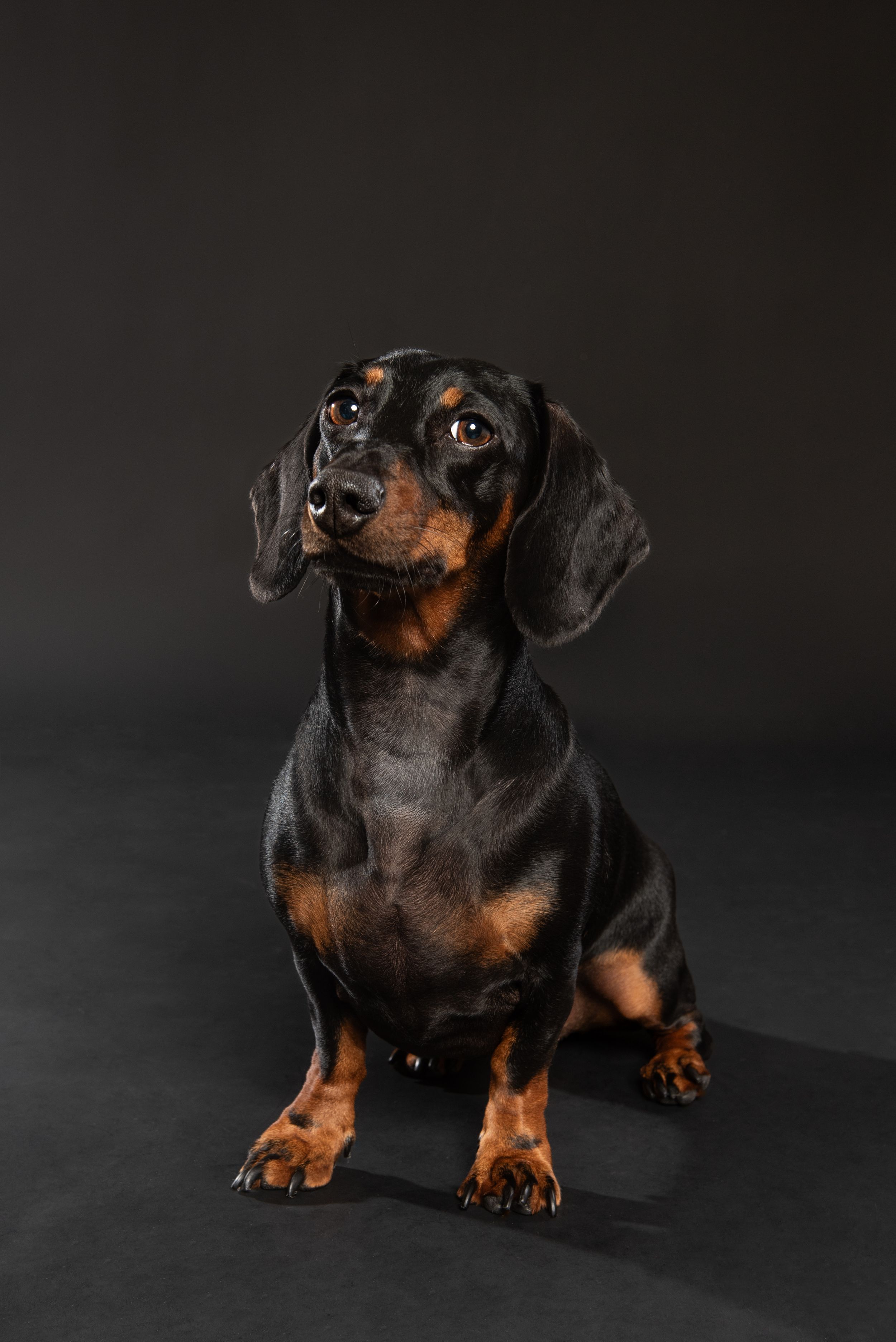 A black and tan dachshund sits alertly against a dark background in a professional studio portrait.