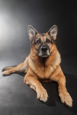 A German Shepherd dog lies on a dark background in a series of artistic studio portraits showing different angles.