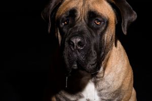 Close-up portrait of a brown boxer dog with wrinkled face against black background.