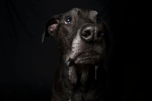 Dark moody portrait of a black dog's face with dramatic side lighting.