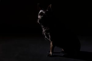 A sleek black cat sits elegantly against a dark background, its profile illuminated by subtle studio lighting.