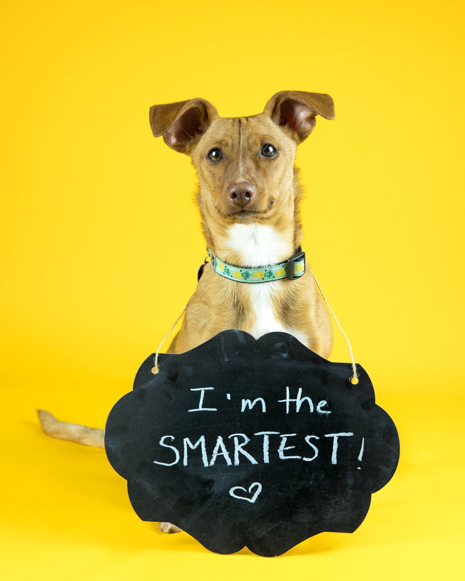 Small brown dog wearing turquoise collar poses with black chalkboard signs against bright yellow background.