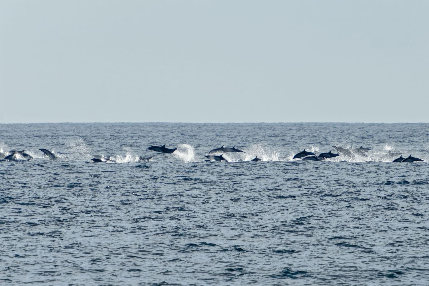 Pod of dolphins swimming in formation across blue ocean waters.