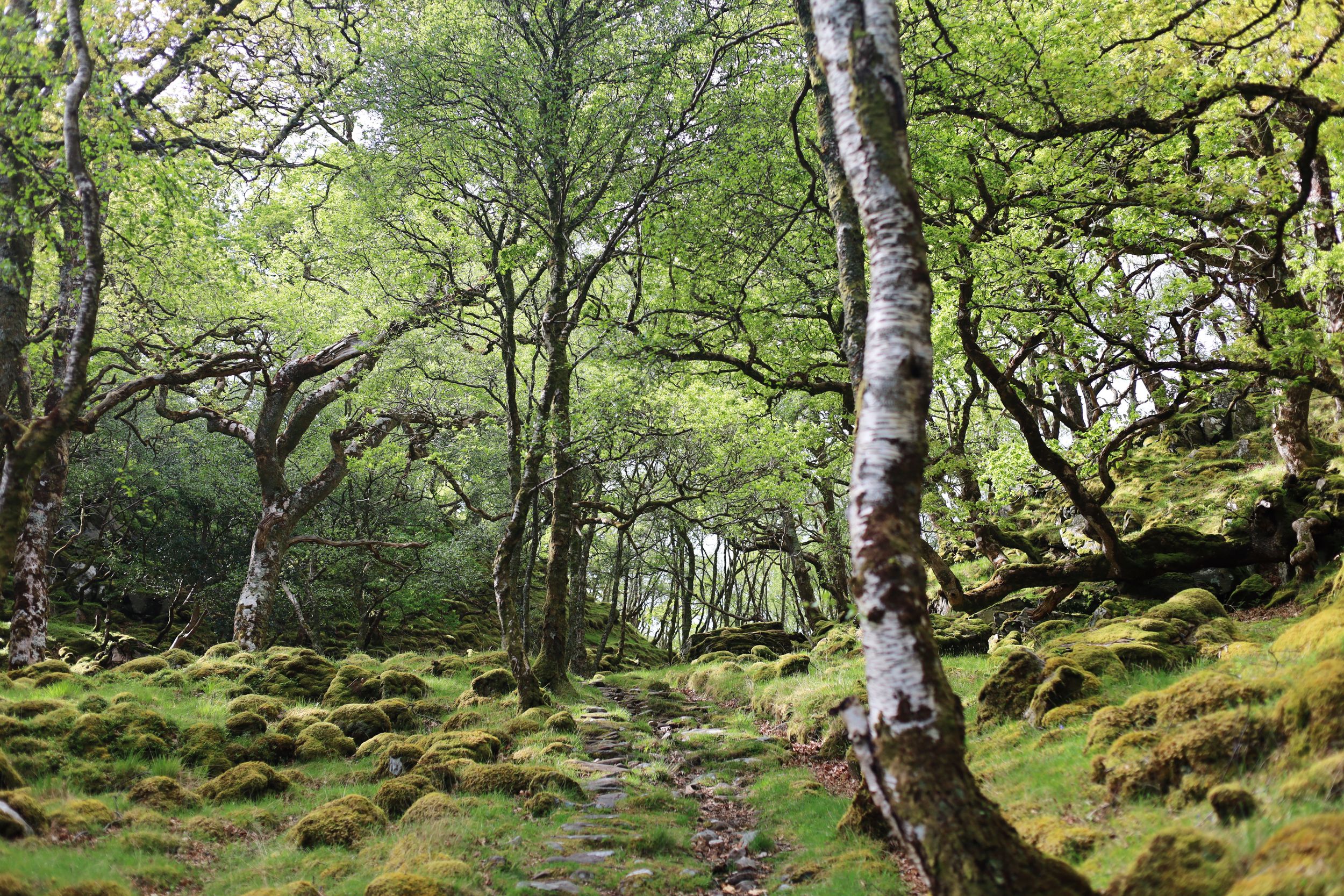 Scenic forest pathway winding through green birch trees and mossy ground in natural woodland setting.