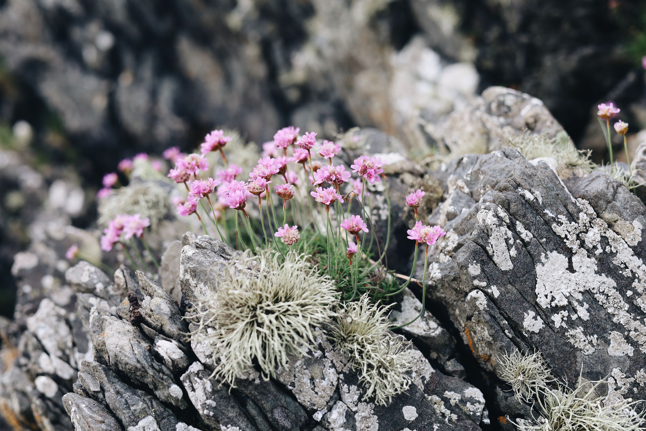 Pink wildflowers and white lichen growing on rocky terrain against natural stone background.