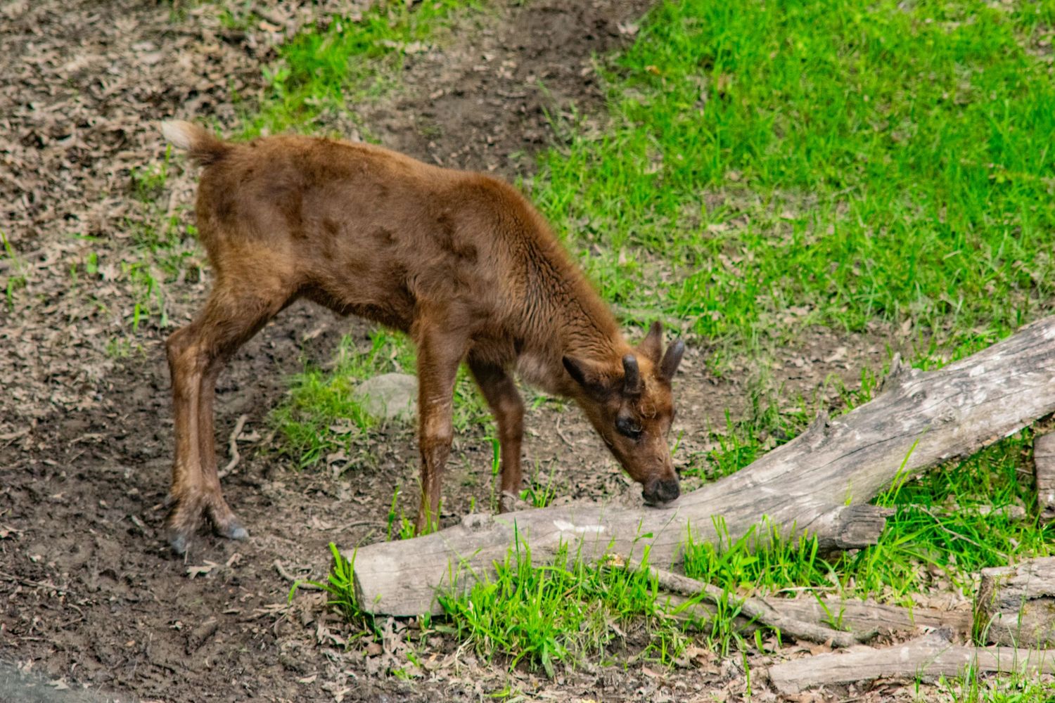 Young moose calf foraging near green grass and fallen logs.