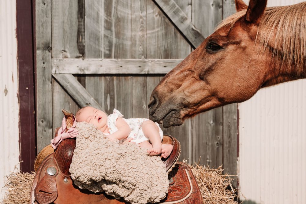 Close-up shots of horses curiously investigating through a barn door.