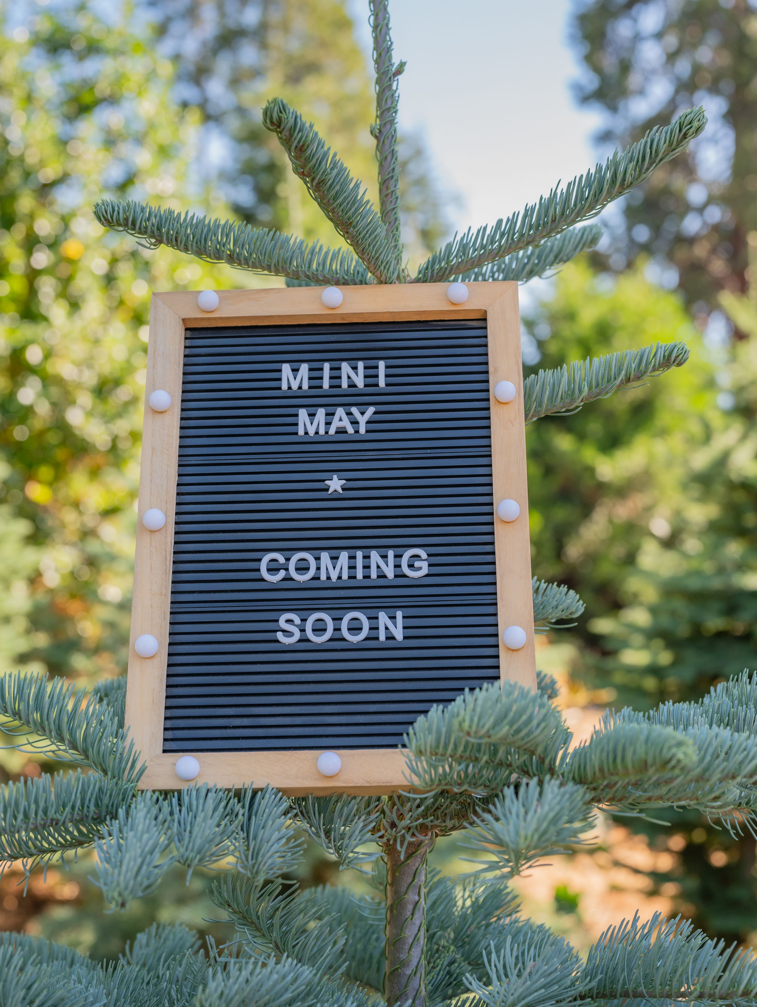 A letter board with 'MINI MAY COMING SOON' message displayed on pine tree branches.