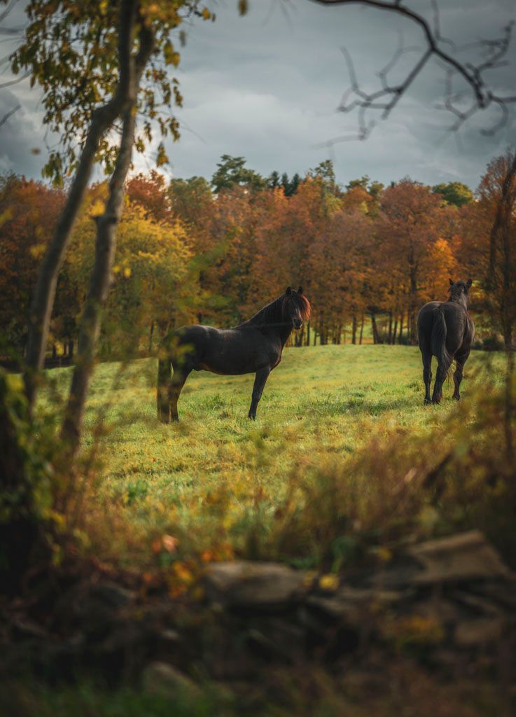 Two horses grazing in fall meadow surrounded by colorful autumn trees.