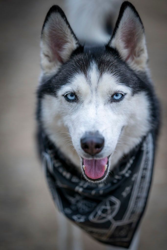Close-up portrait of husky dog with blue eyes wearing patterned bandana.