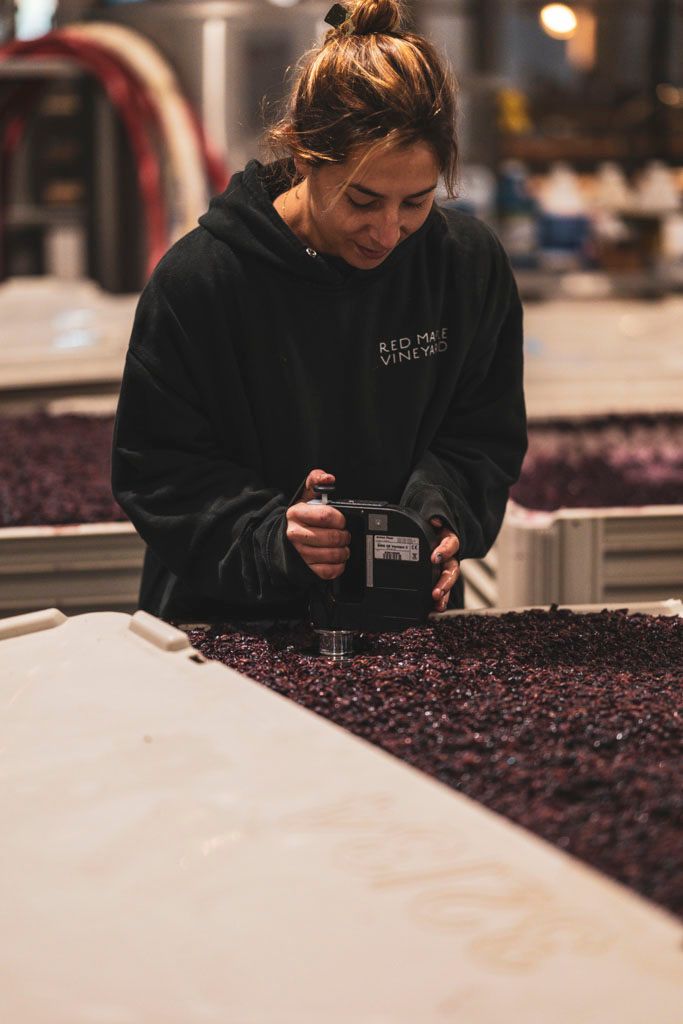 Person inspecting wine grapes during fermentation process.