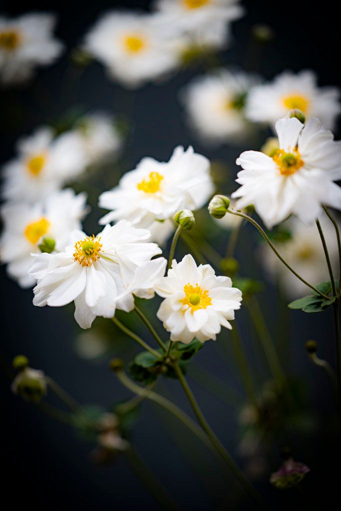 White daisy flowers with yellow centers blooming against dark background in soft focus.
