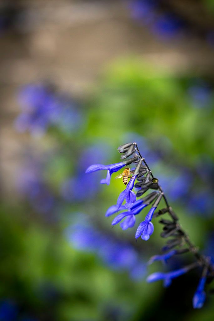 Close-up of delicate blue bell-shaped flowers on stem with blurred natural background.