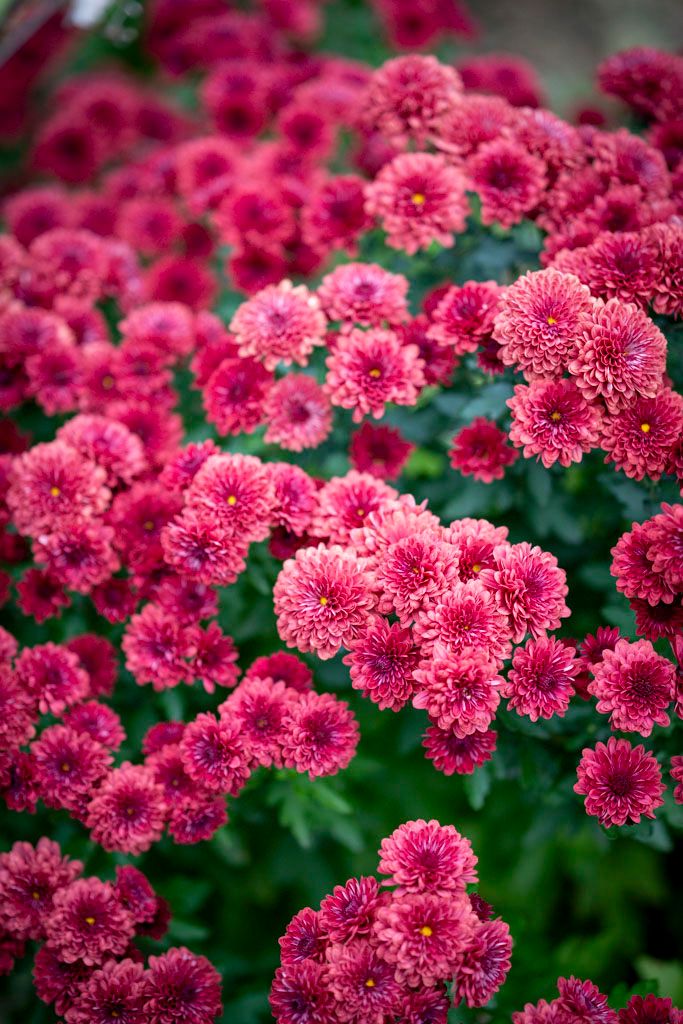 Vibrant pink chrysanthemum flowers blooming in dense clusters with green foliage.