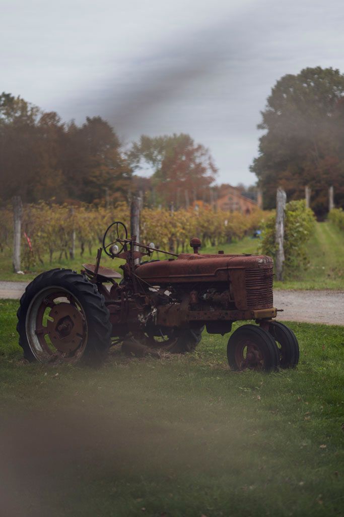 Vintage red tractor parked in autumn vineyard with fall colors in background.