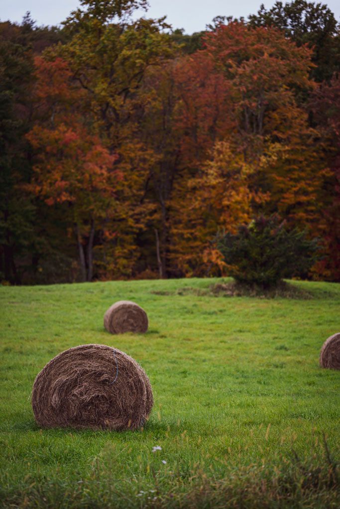 Round hay bales scattered across a green field with colorful autumn trees in the background.