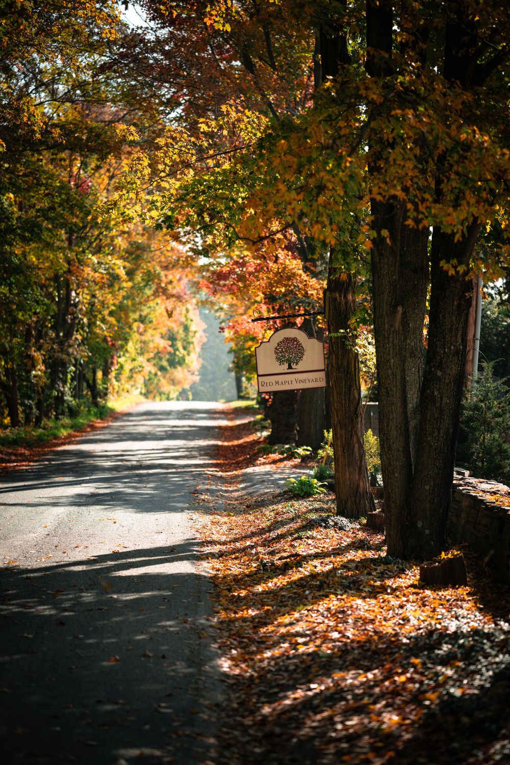 Autumn tree-lined road with fallen leaves and a wooden sign post in golden afternoon light.