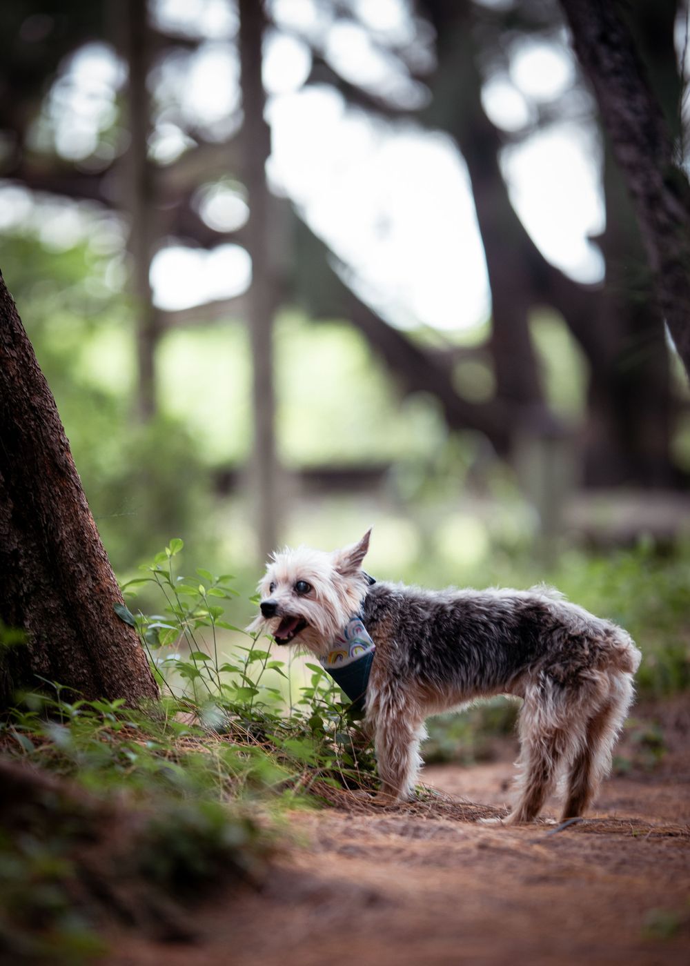 A scruffy terrier dog explores a wooded trail surrounded by tall trees.