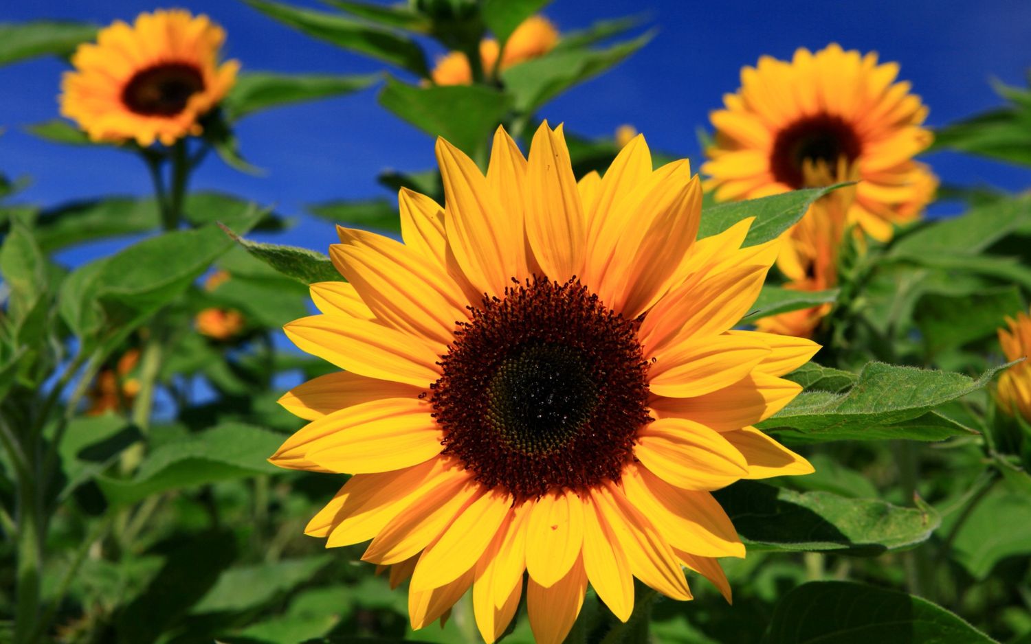 Vivid sunflower bloom with bright yellow petals against deep blue sky.